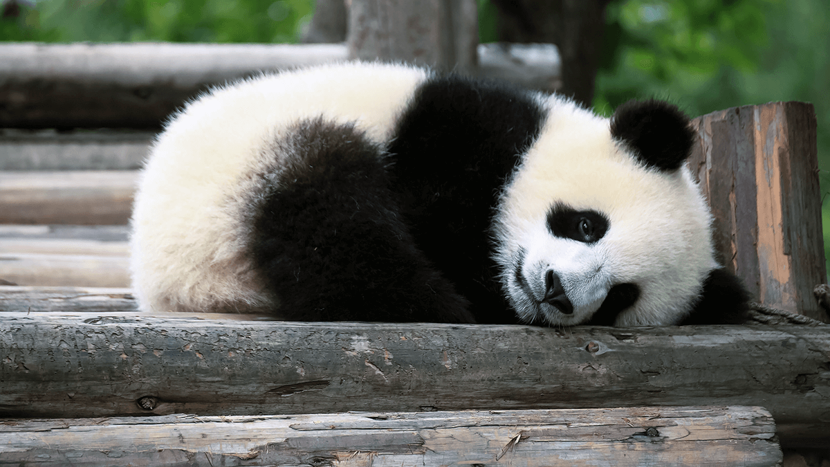 Foto van een panda door George Lu. De foto is afkomstig van Flickr.