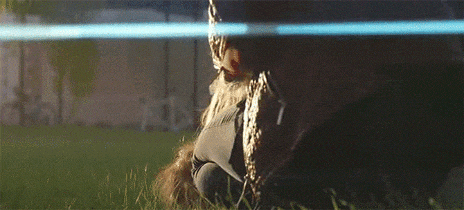 Animated gif gemaakt door Sirui. De gif laat de typische lens flare van een anamorfische lens zien. In beeld zie je een hand die iets lijkt te willen afschudden en een Golden Retriever die kijkt wat er valt.